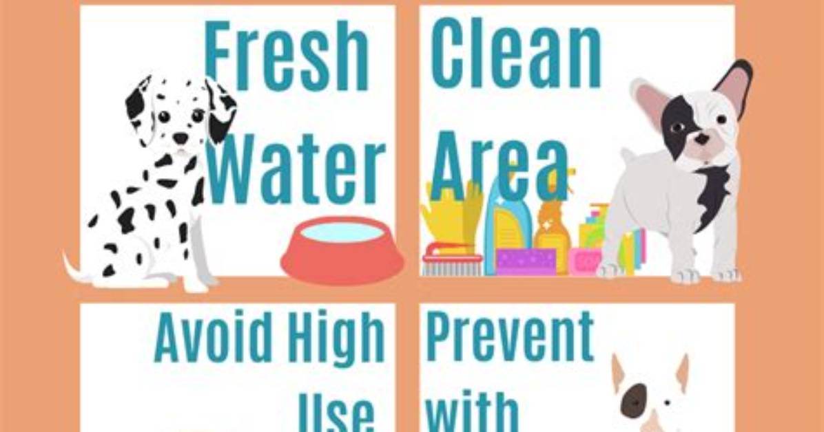 How to Prevent Giardia?