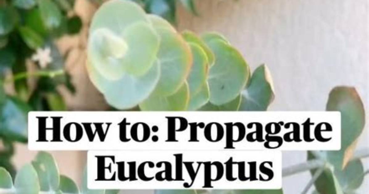 How to Propagate Eucryphia?