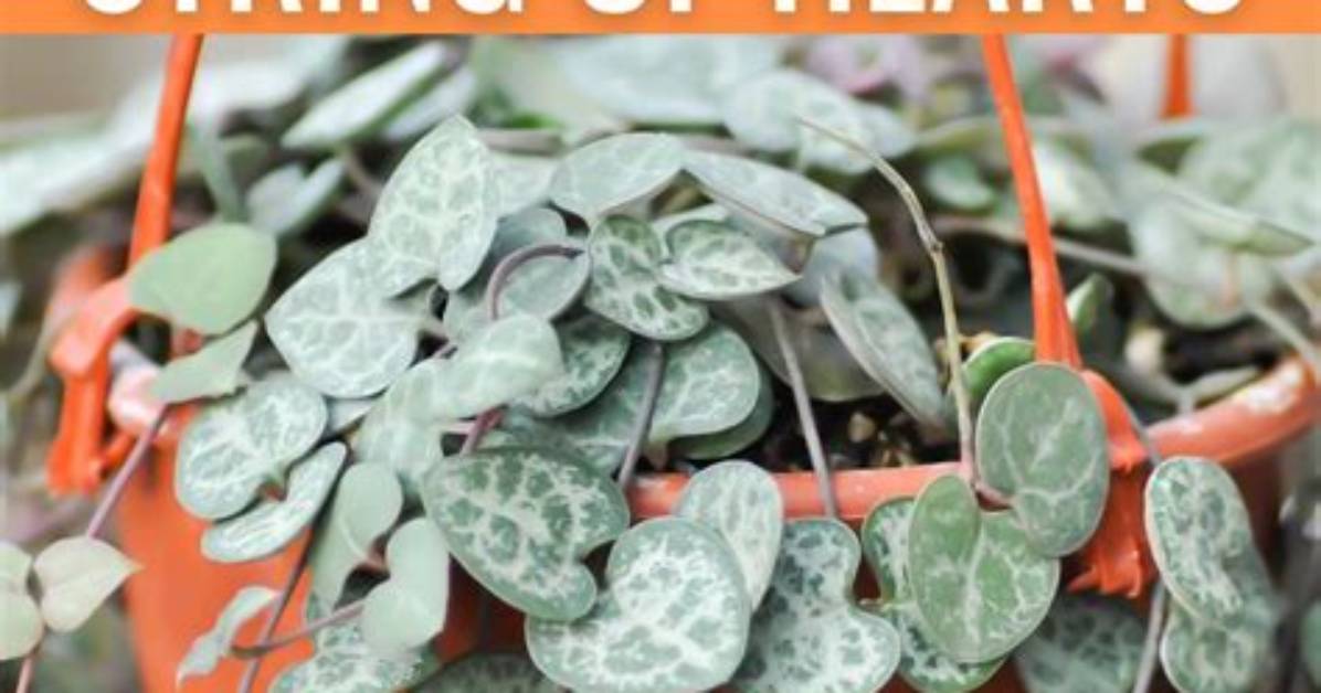 How to Propagate Heart Strings?