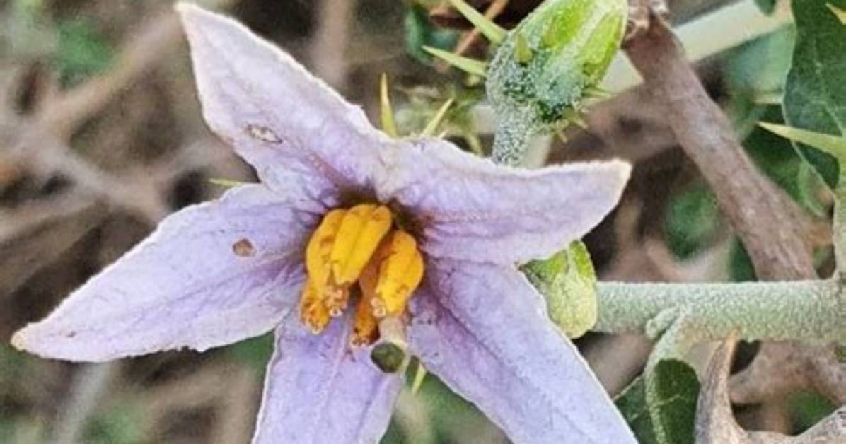 How to Propagate Solanum?