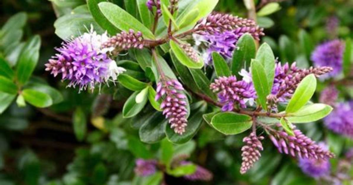 How to Prune Hebe?
