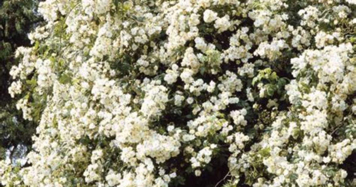 How to Prune Ramblers?