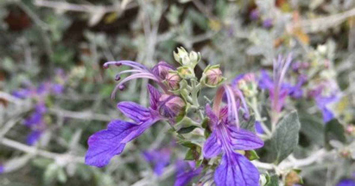 How to Prune Teucrium Fruticans?