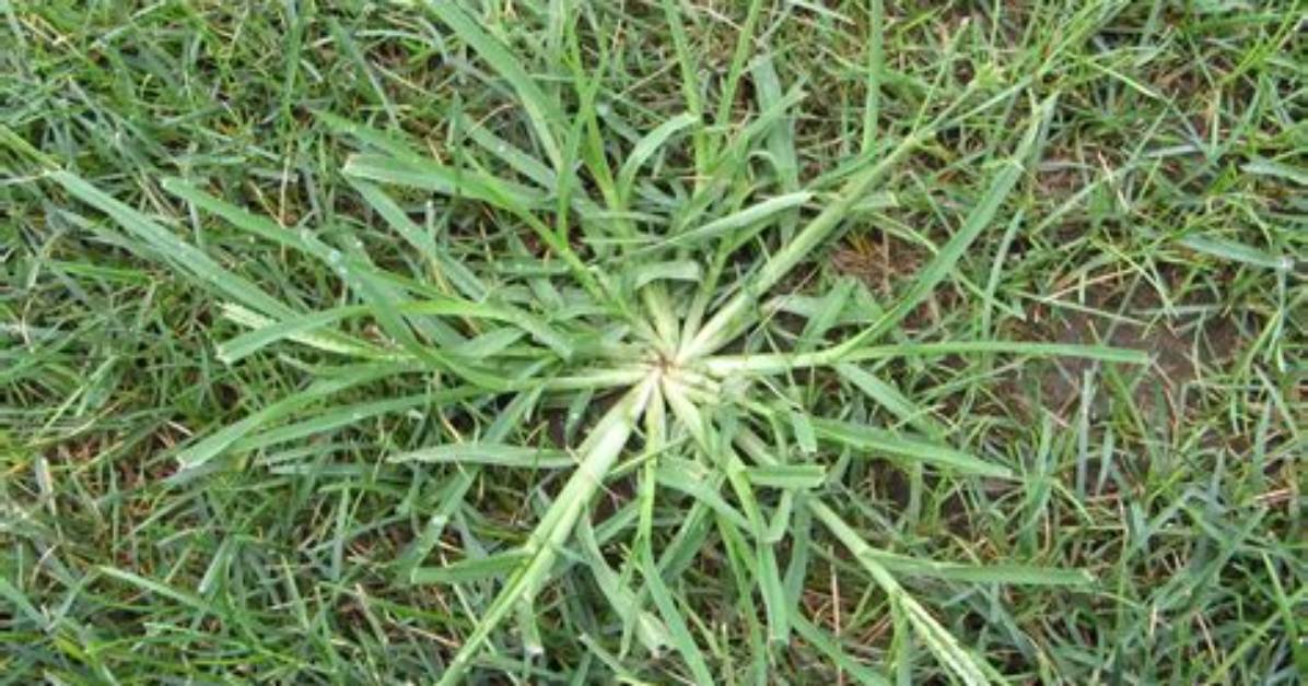 How to Pull Goosegrass?