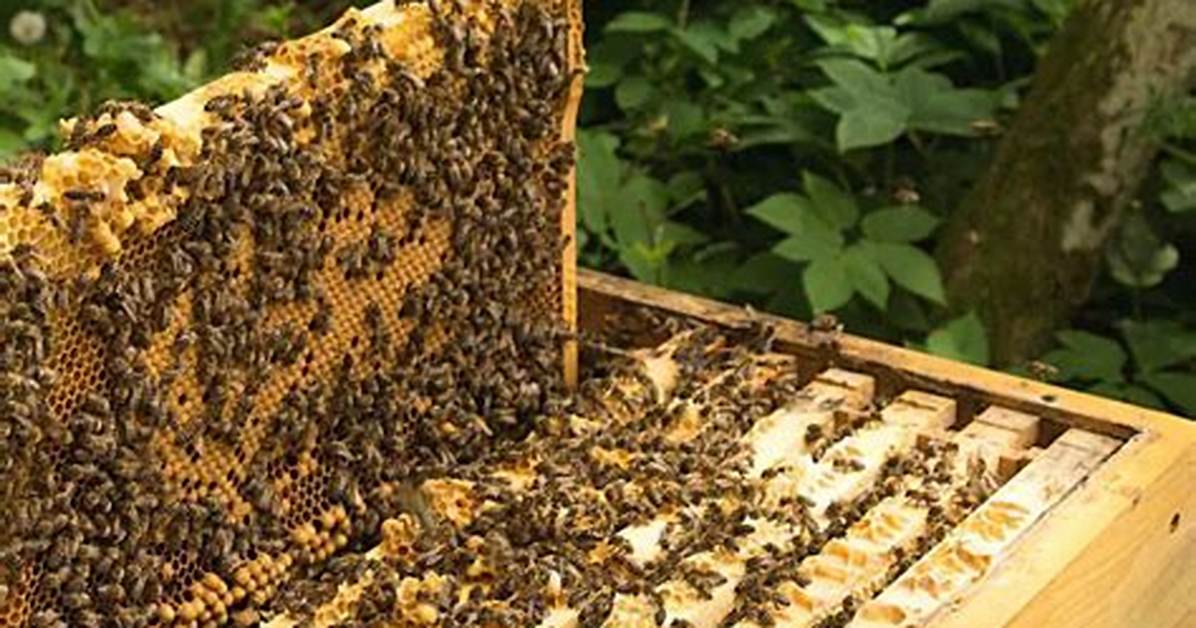 How to Put Bees in a Beehive Minecraft