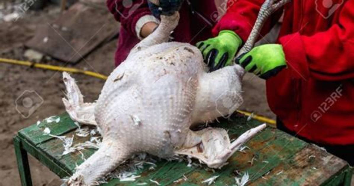 How to Remove Feathers from a Dead Bird