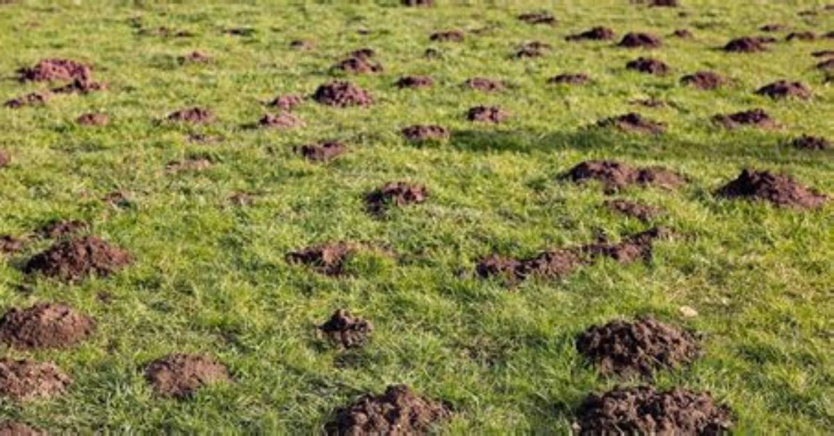 How to Remove Molehills?