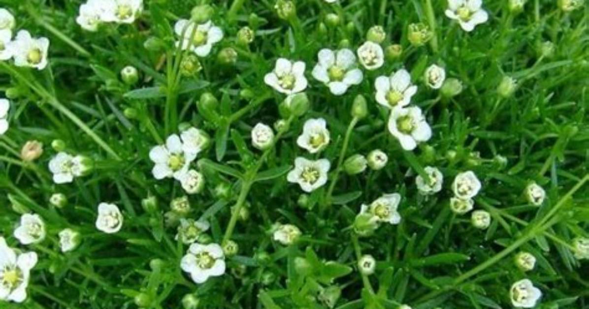 How to Remove Pearlwort?