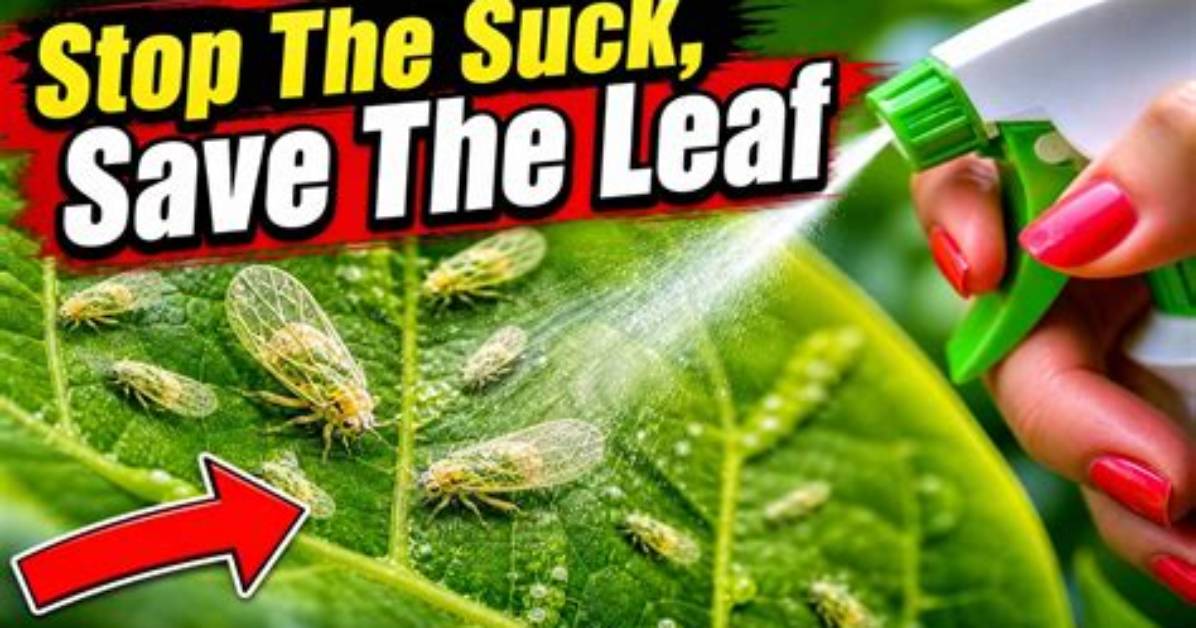 How to Remove Psyllids?