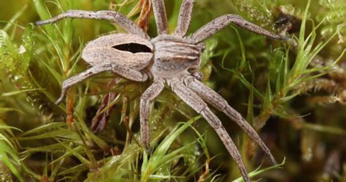 How to Repulse Spiders?