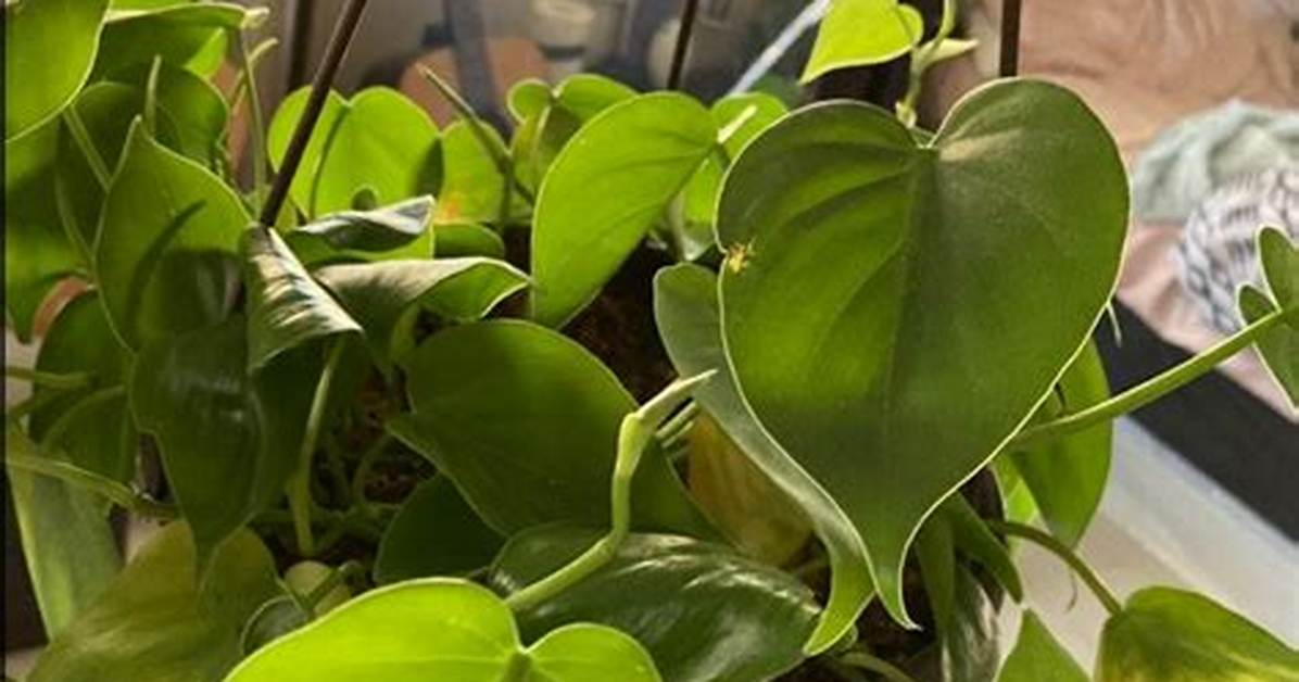 How to Root Heartleaf Philodendron?