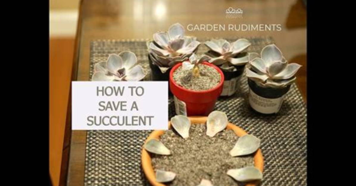 How to Save a Dying Succulent