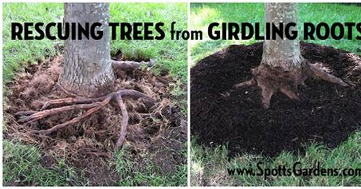 How to Save a Root Girdled Tree?