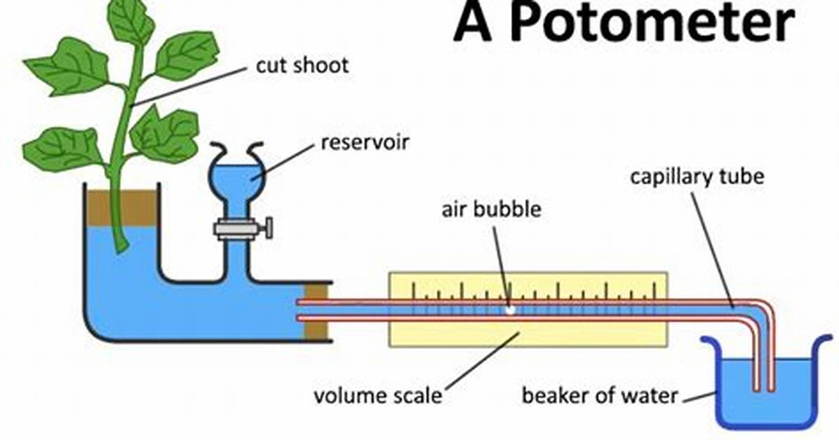 How to Set up a Potometer a Level?