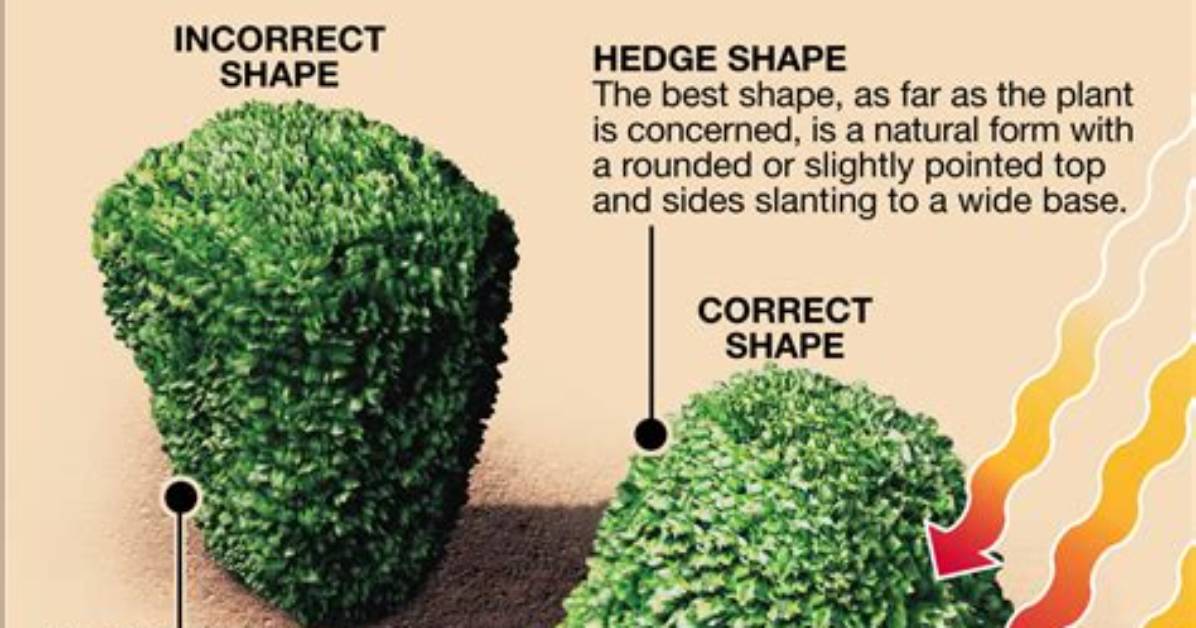 How to Shape Hedges Round