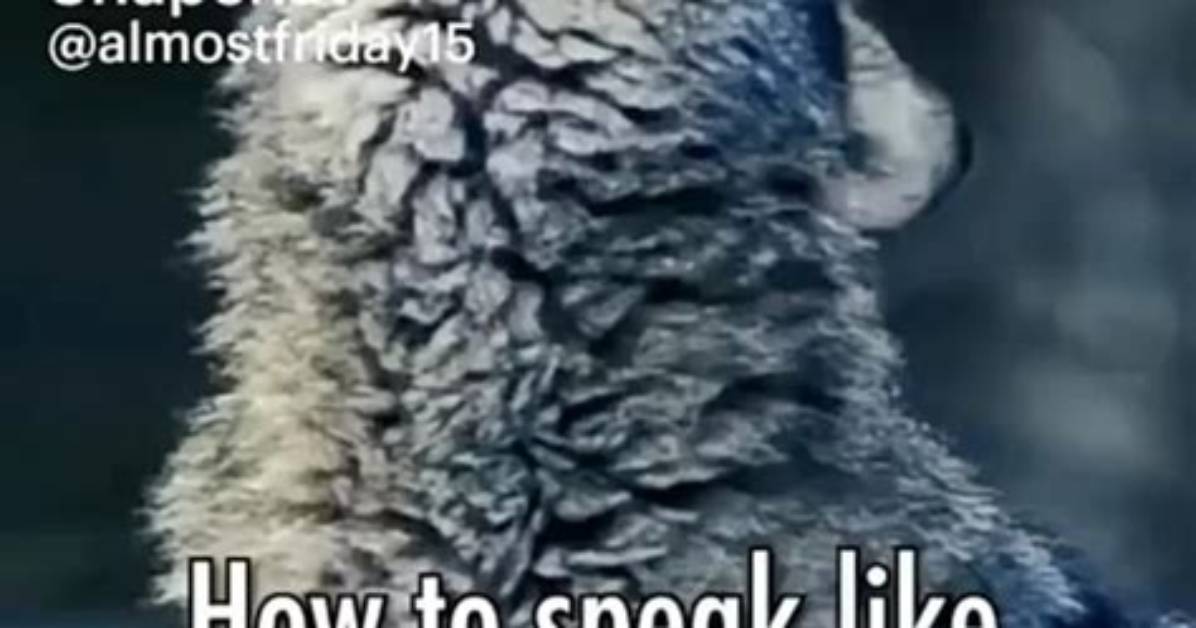 How to Speak Wolf - Lisbd-Net. Com