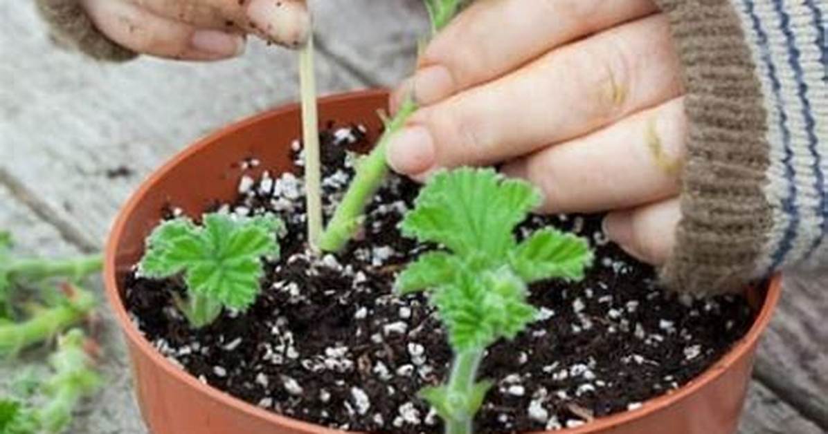How to Split a Geranium?