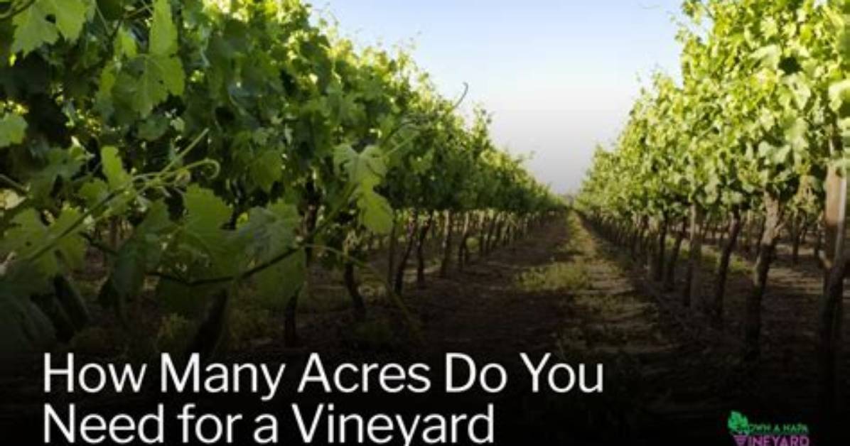 How to Start a Vineyard?