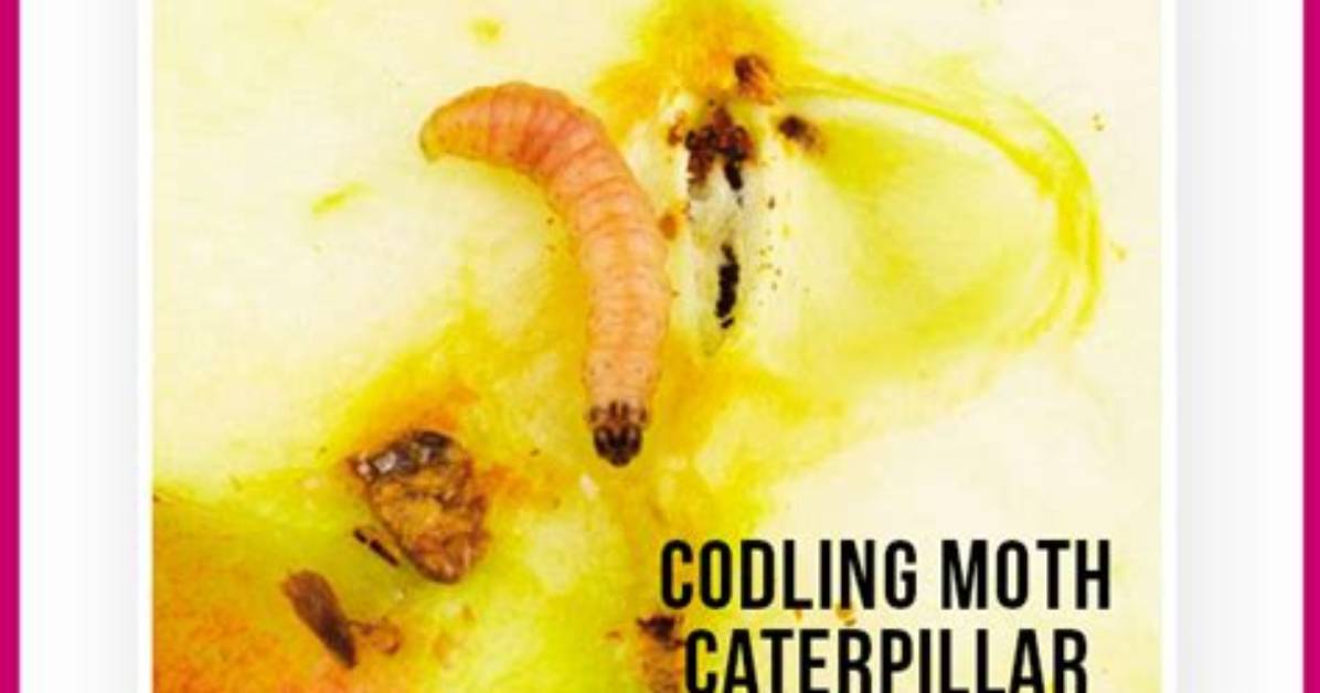 How to Stop Codling Moth in Apples?