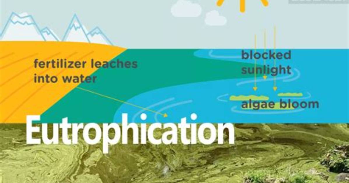 How to Stop Eutrophication - Lisbd-Net. Com