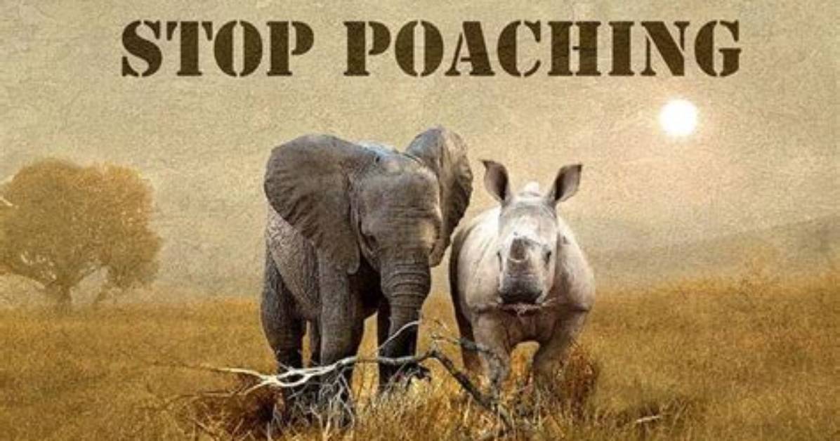 How to Stop Illegal Poaching?