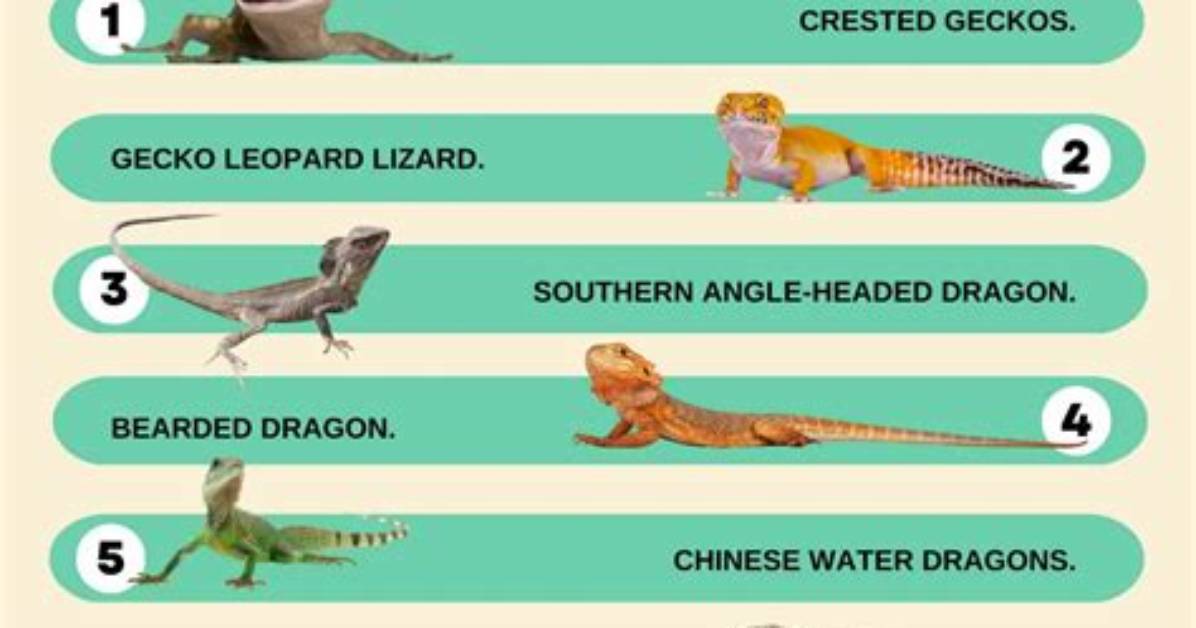 How to Tell If a Lizard Is Pregnant