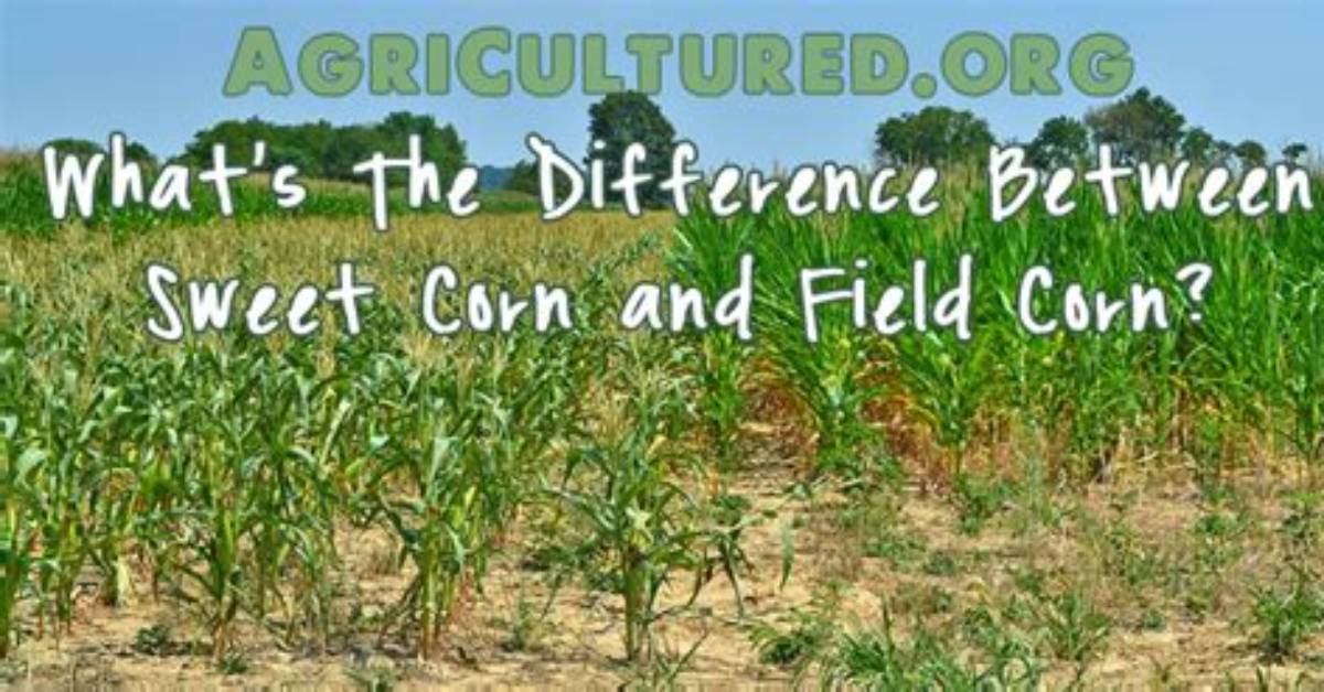 How to Tell the Difference Between Field Corn and Sweet Corn?