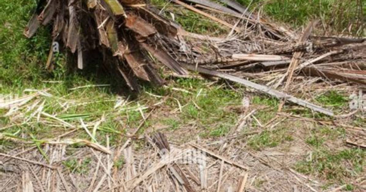 How to Uproot a Palm Tree?