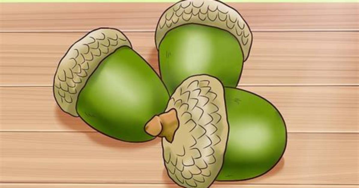 How to Use Acorns