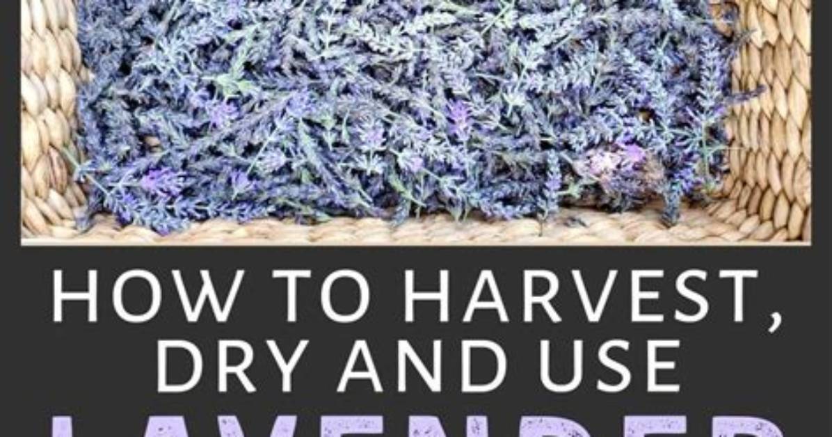 How to Use Lavender?