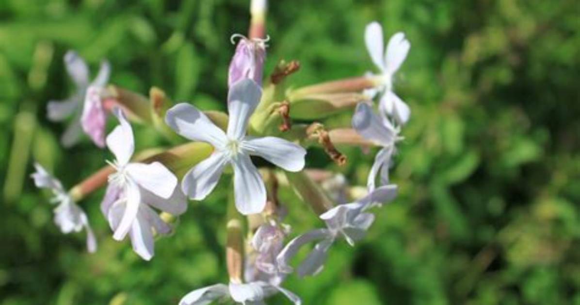 How to Use Soapwort?