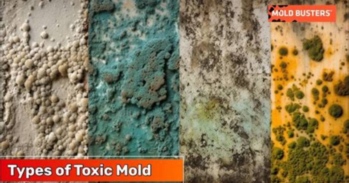 How Toxic Is Mold