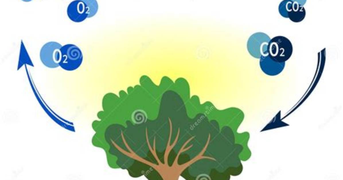 How Trees Produce Oxygen - Lisbd-Net. Com