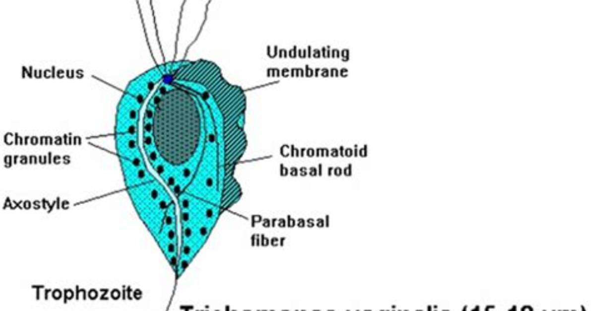 How Trichomoniasis Is Transmitted?