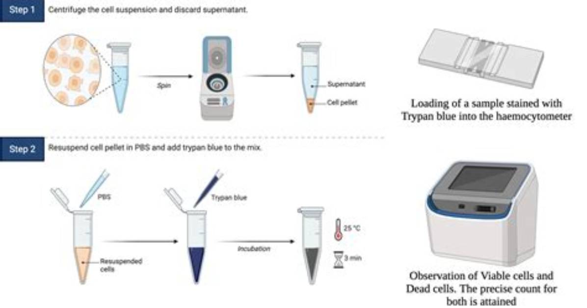 How Trypan Blue Works?
