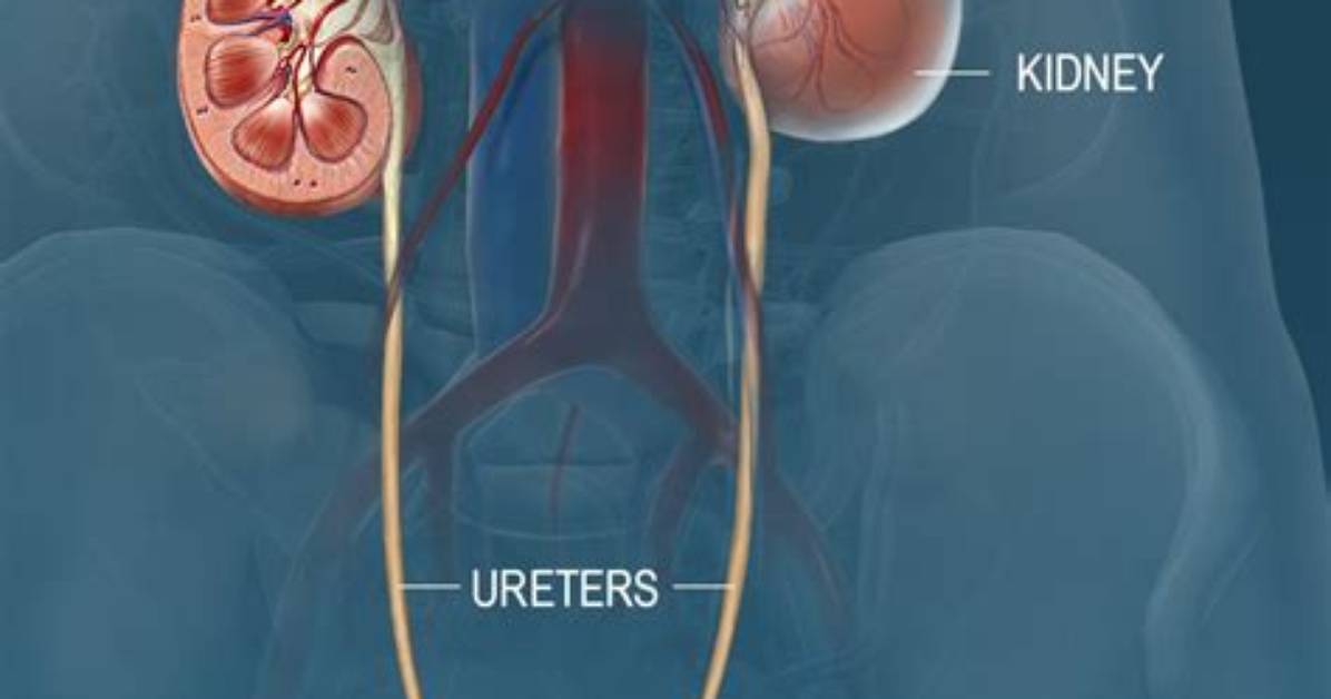 How Ureters Enter the Bladder?
