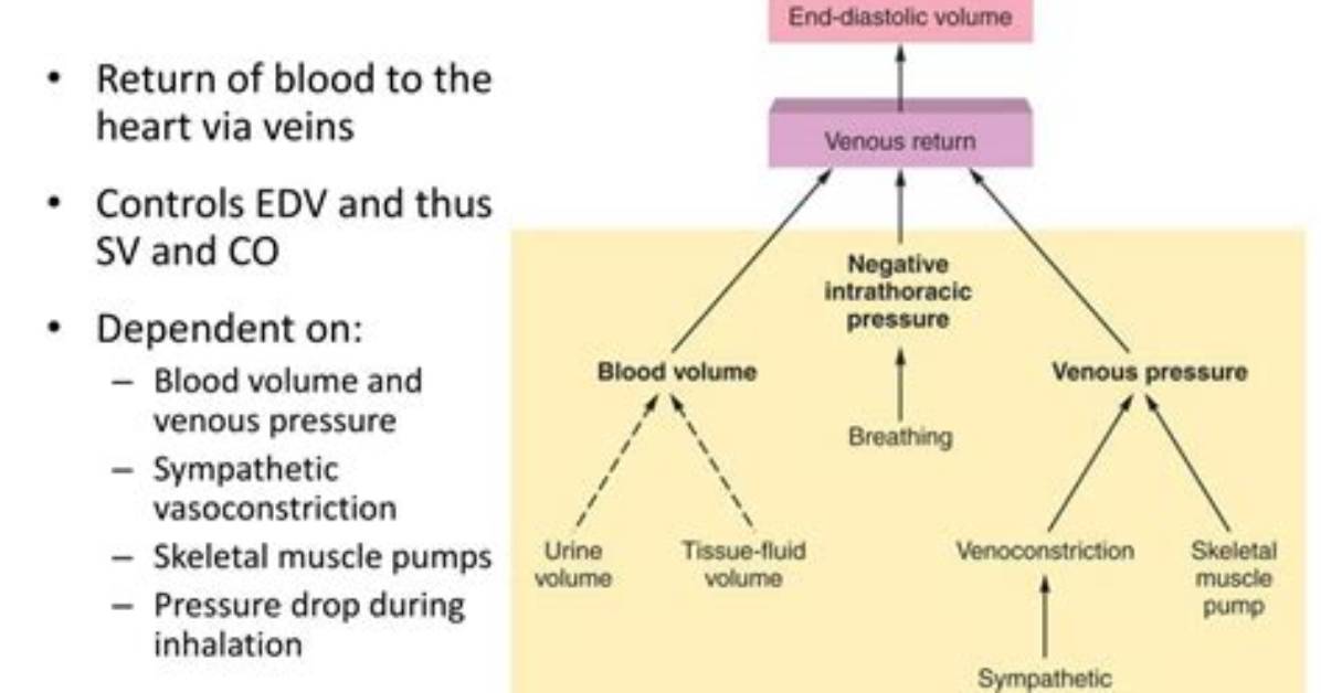 How Vasoconstriction Increase Venous Return?