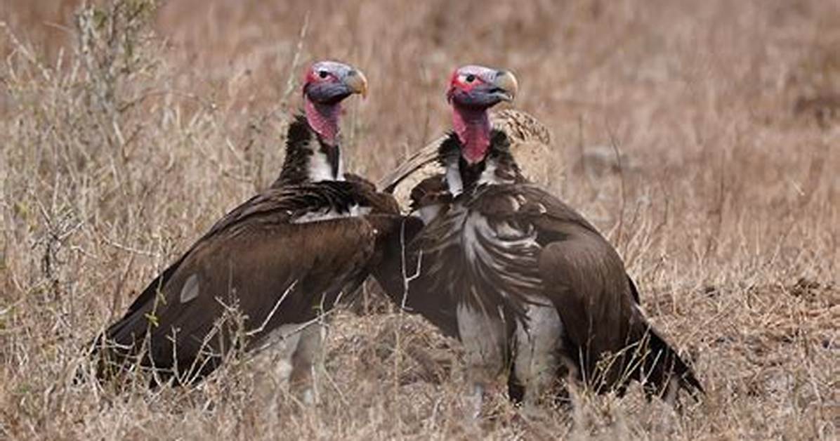 How Vultures Help the Environment?