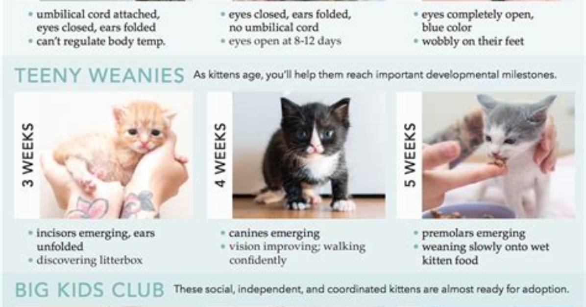 How Warm Do Kittens Need to Be?