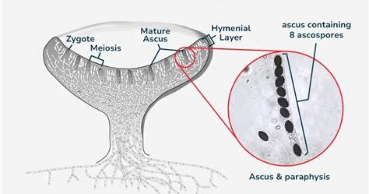 How Was Ascocarp Formed?