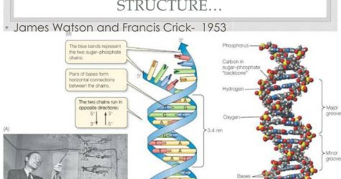 How Was Dna Discovered