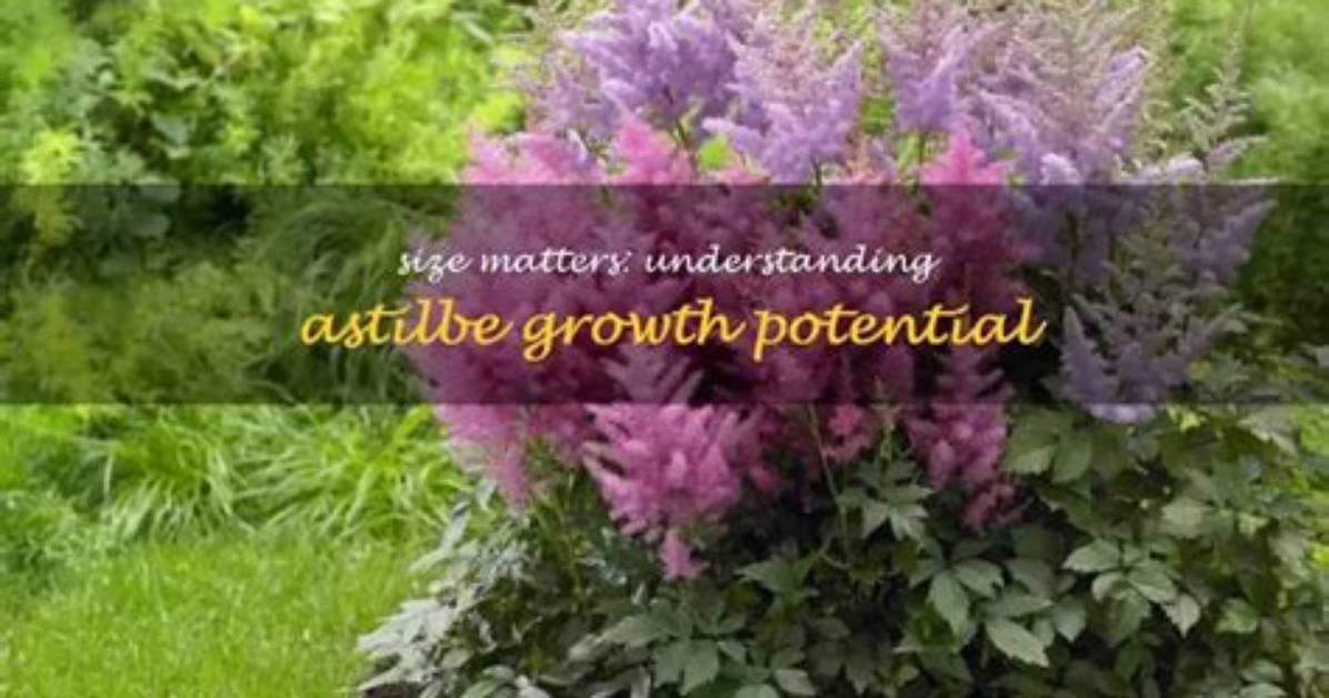 How Wide Do Astilbe Get