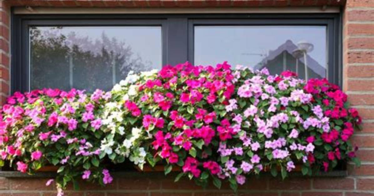 How Wide Should Window Boxes Be