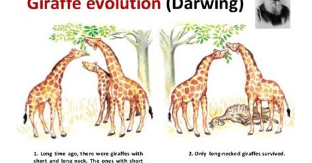 How Would Darwin Explain Giraffes with Long Necks