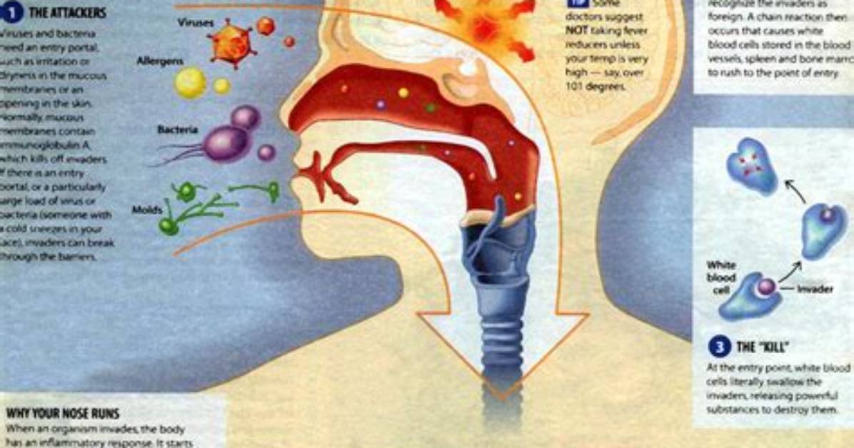 How Your Immune System Works