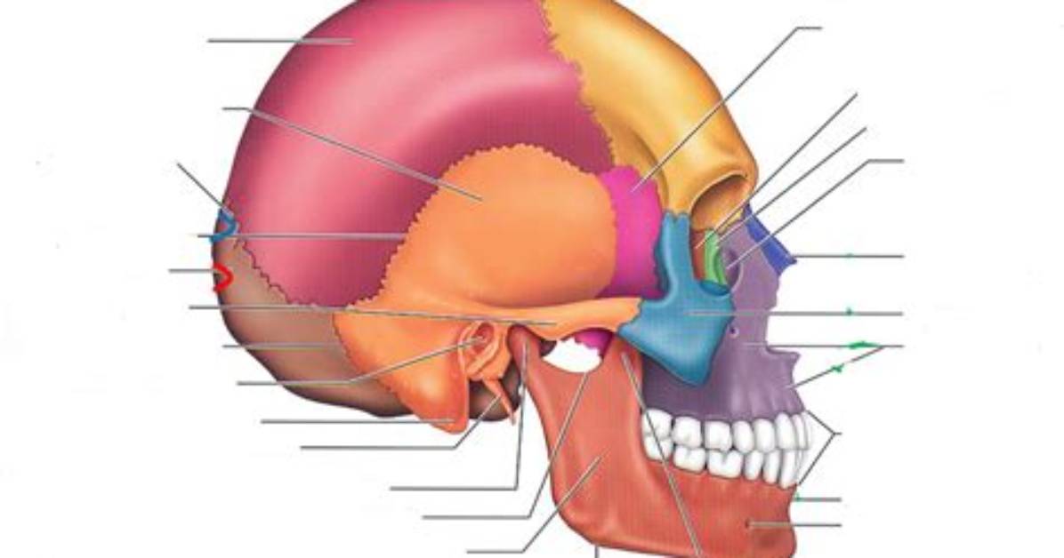 Human Skull: Lateral View Quiz