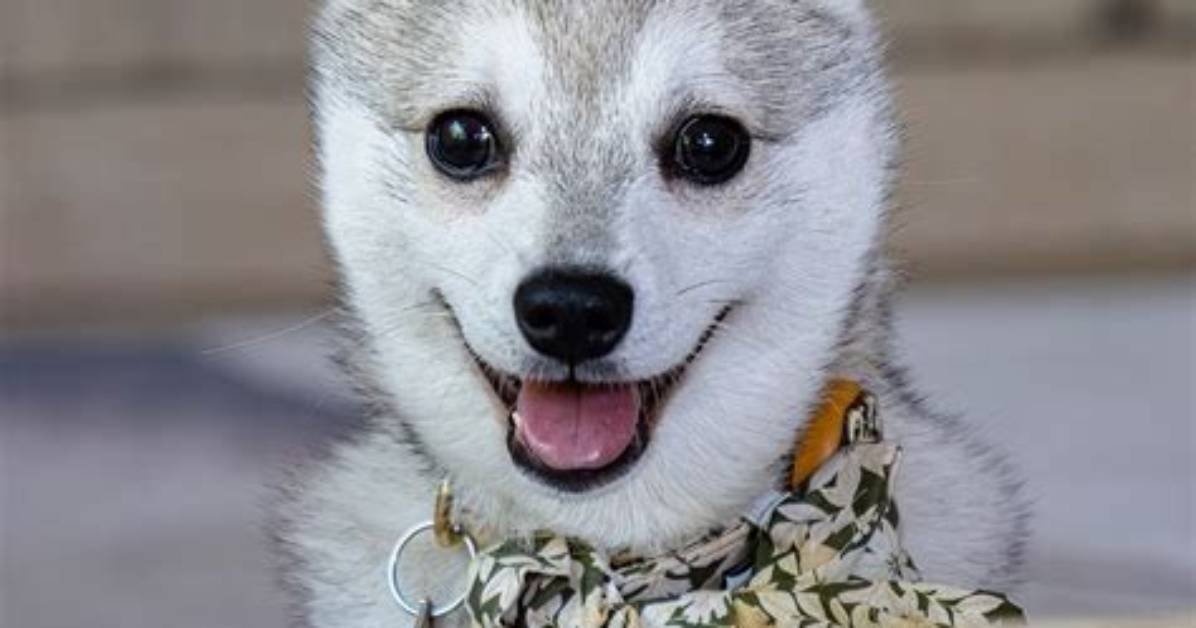 Husky Mika