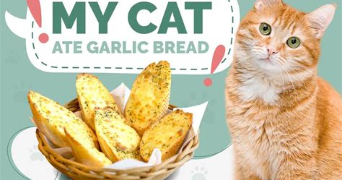 Hy Is My Cat Addicted to Bread? Check It out – Why Is My Cat Obsessed with Eating Bread