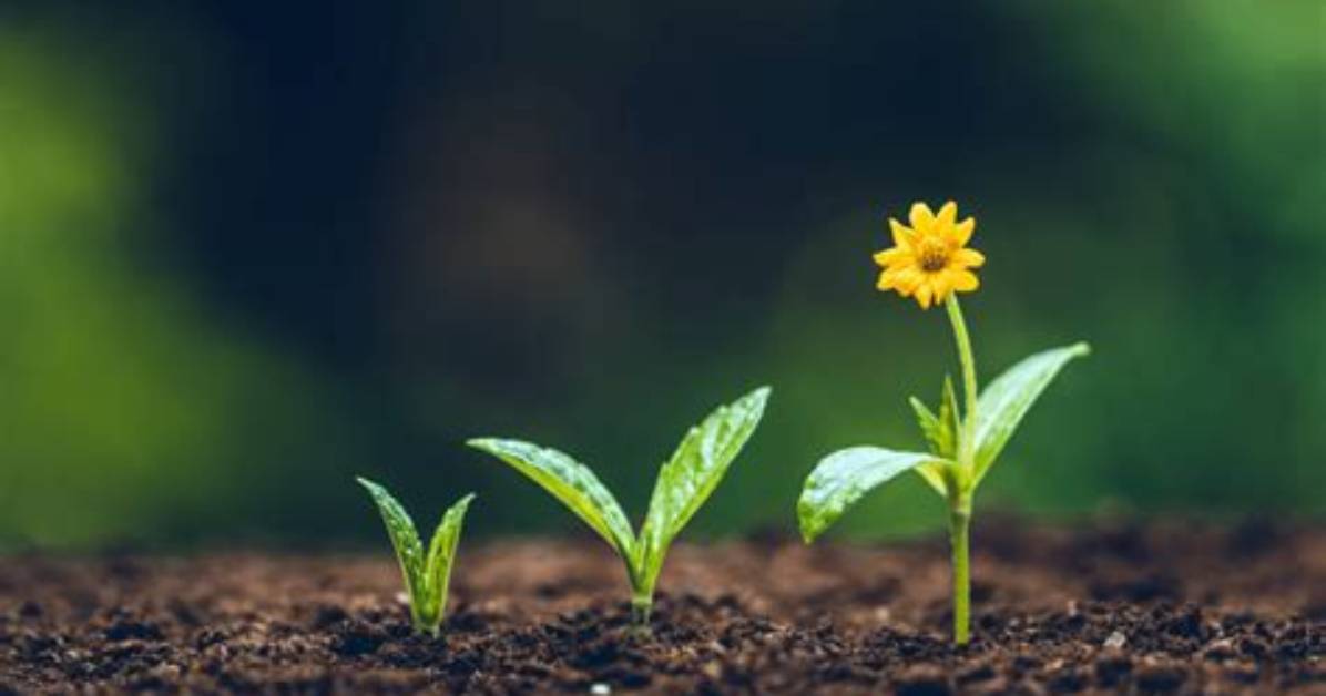 If You See This Growing in Your Garden, Here’s What It Actually Is