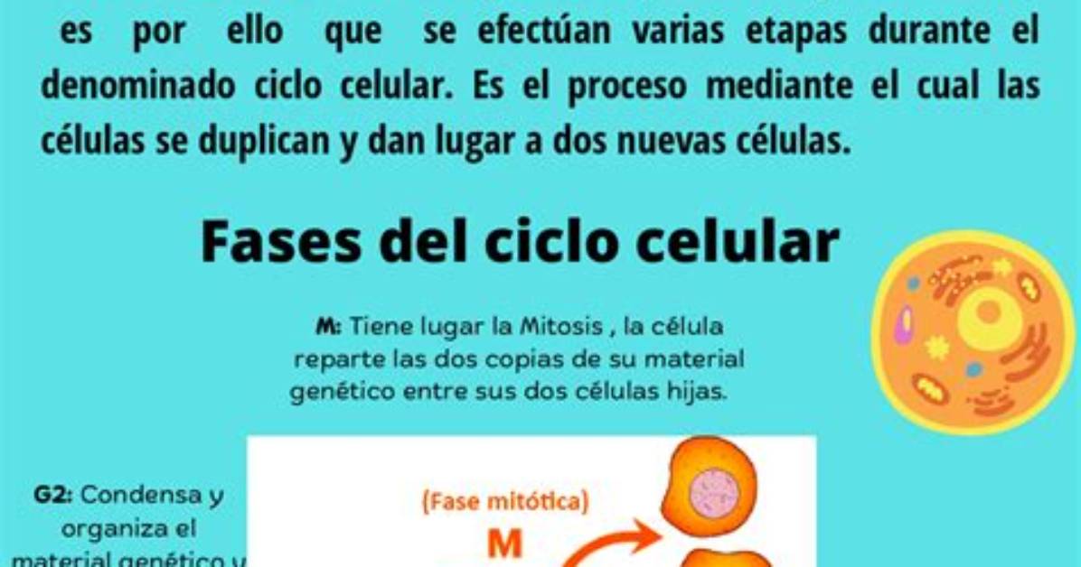 Importancia Del Ciclo Celular